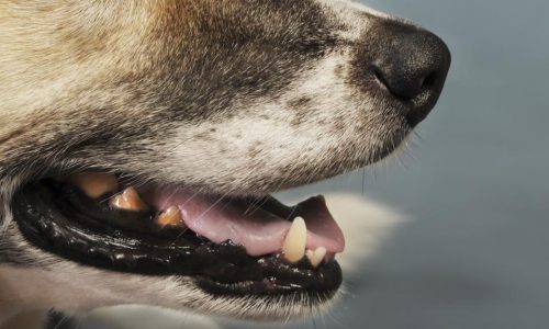 Profilaxis Dental – Destartraje Para Perros Y Gatos.