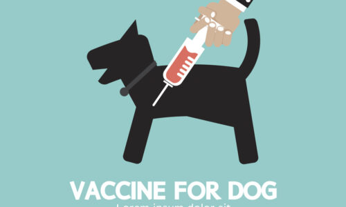 Calendario De Vacunación Para Perros Y Gatos